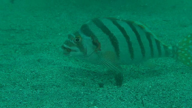 日本海底的斑尾鱼视频素材