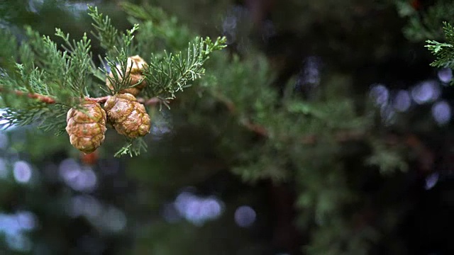 圣诞节的松树视频下载