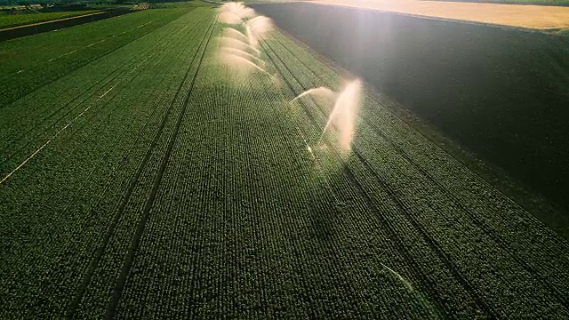 空中拍摄的绿色田野正在被洒水器灌溉。大规模工业化农业。美丽的晴朗的天气。视频素材