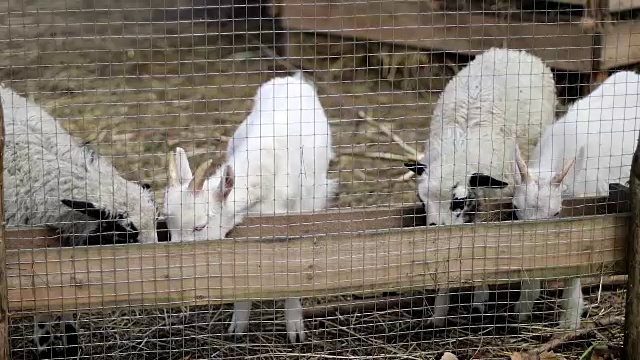 山羊和绵羊在农场吃干草视频下载