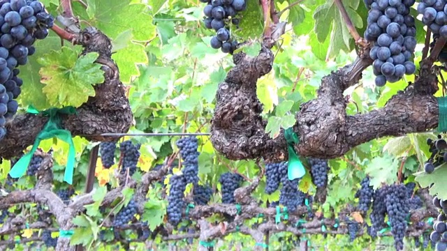 成熟的葡萄串在藤上视频素材