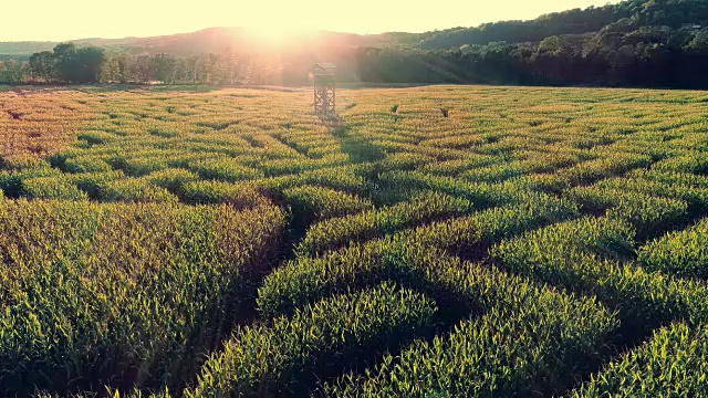 无人机拍摄的宾夕法尼亚州波科诺斯地区巨大的万圣节玉米迷宫的空中全景视频视频素材