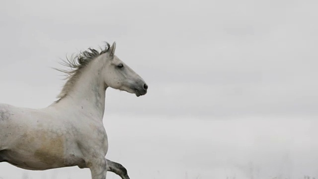 野白马在田野上奔跑奔驰视频下载