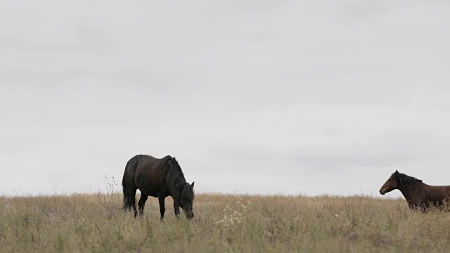 野棕色小马在田野上奔跑奔驰视频素材