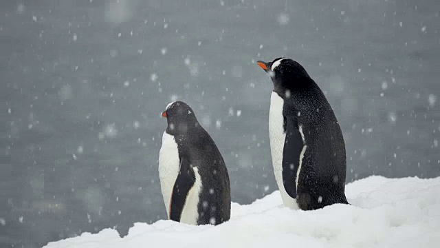 雪中的南极巴布亚企鹅视频下载