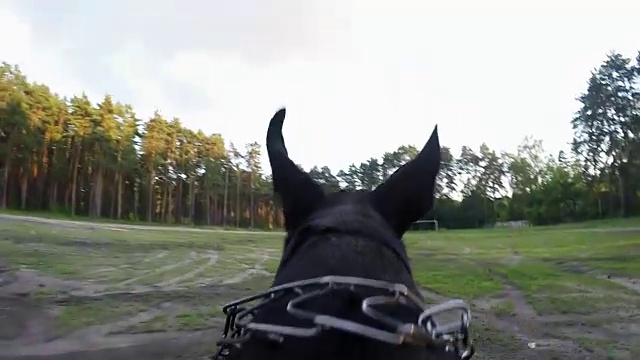 大黑狗背着相机跑视频下载