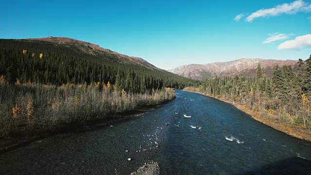 森林中的河流视频下载
