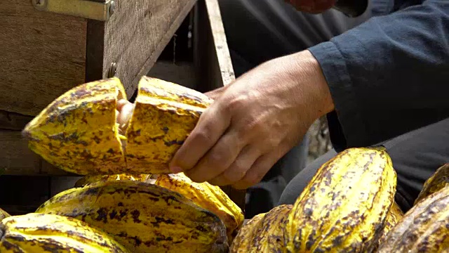 可可豆和可可豆荚在木质表面上。视频下载