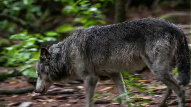 狼穿过森林视频下载