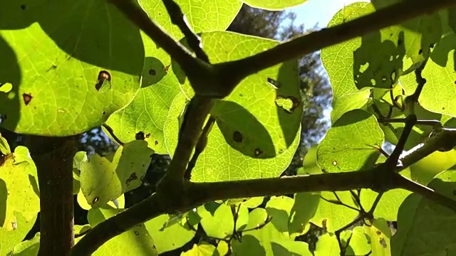 新西兰土著川awa (Piper Excelsum)视频素材