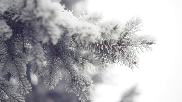 冰雪覆盖的松树枝在冬季公园。圣诞节的背景视频下载