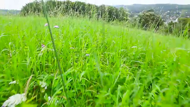 主观相机在草地和鲜花中移动视频下载