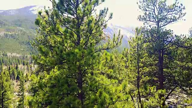 无人机拍摄了4K山上的高大松树视频素材