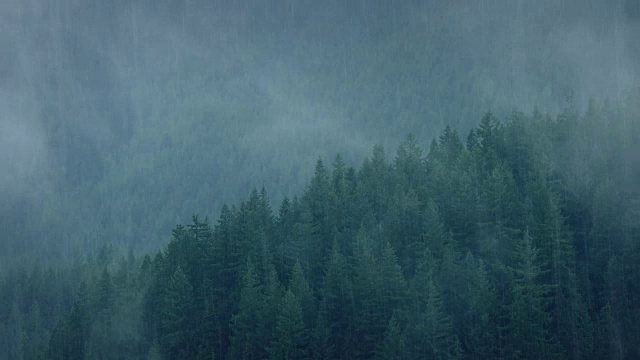 暴雨中的野生森林视频素材