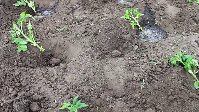 一位妇女正在花园里种西红柿幼苗，给它们浇水，并在地里挖土视频素材