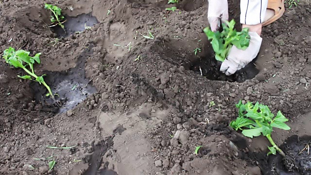 把西红柿的嫩芽撒在地上，一滴一滴地浇水。番茄收获，种植栽培视频素材