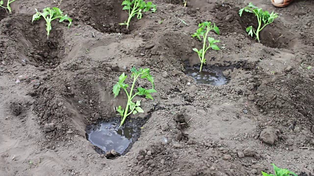 一位妇女正在花园里种西红柿幼苗，给它们浇水，并在地里挖土视频素材