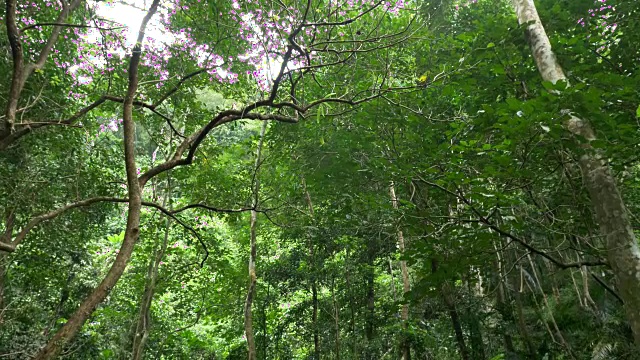 一个小瀑布的特写，从流动的河流在热带森林与声音视频下载