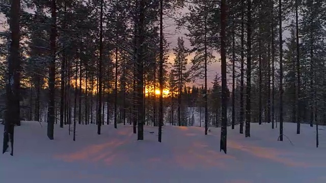 空中特写:冬日日出时，金色的阳光照耀着白雪覆盖的云杉树视频下载