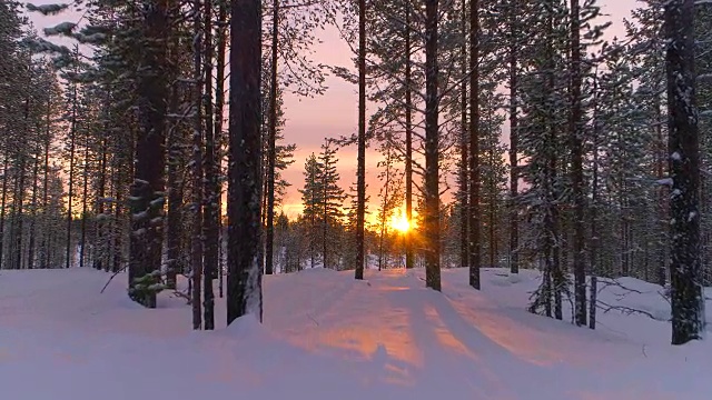 空中特写:在金色的夕阳下飞过冬天森林里积雪的松树视频下载