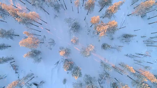 空中俯瞰:令人惊叹的云杉森林覆盖在冬季日落的新雪视频下载