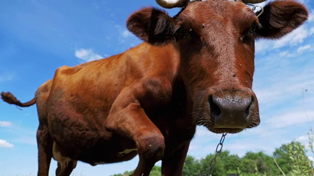美丽的灰色奶牛在草地上吃草和闻到天空背景的相机。慢动作视频素材
