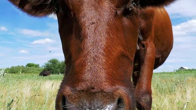 灰牛在草地上吃草，闻天空背景上的相机。慢动作视频素材