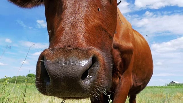 美丽的灰色奶牛在草地上吃草和闻到天空背景的相机。慢动作视频素材