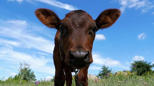 灰色小牛在草地上吃草天空背景和气味的相机。慢动作视频下载
