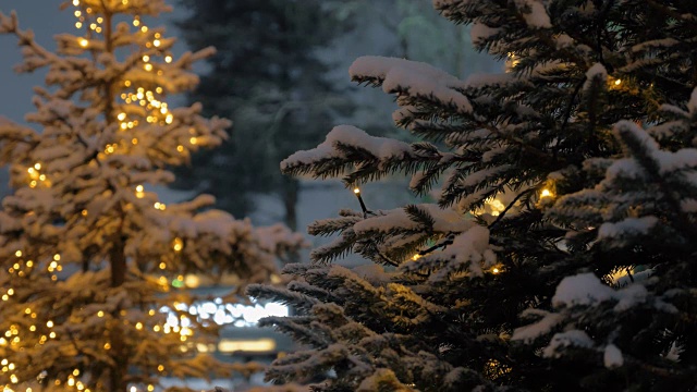 傍晚公园里挂着圣诞彩灯的松树视频素材