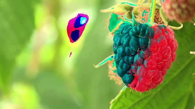 树莓，种植有机浆果特写，成熟的树莓在水果花园里视频素材