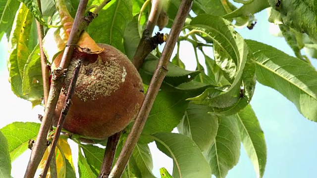 夏天腐烂的水果，腐烂在树上视频素材