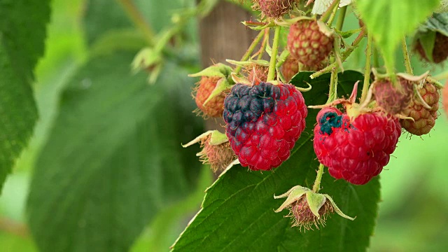 树莓，种植有机浆果特写，成熟的树莓在水果花园里视频素材