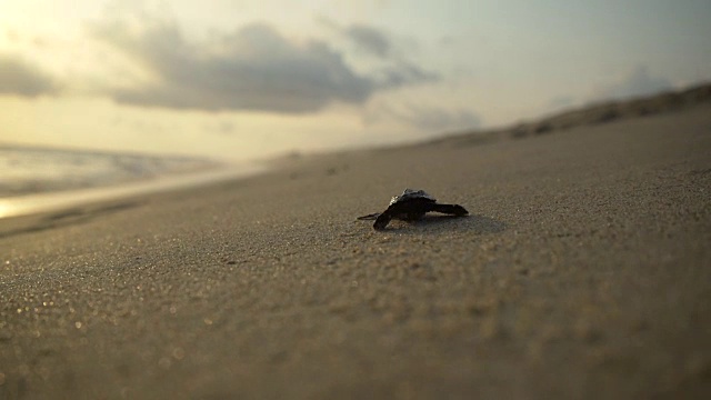 海龟保护区视频素材