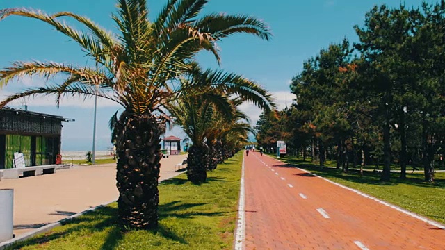 格鲁吉亚城市巴统的堤岸上生长着棕榈树的树枝。度假城市堤岸上的自行车道。视频素材