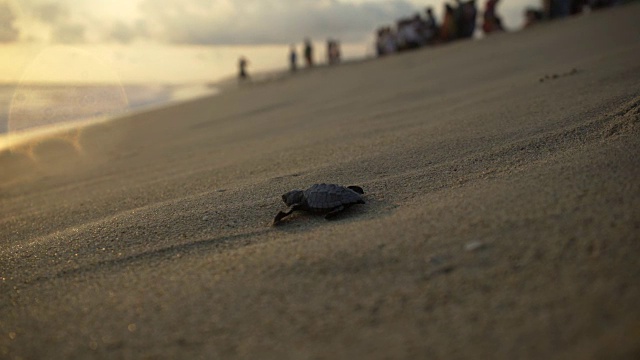 海龟保护区视频素材