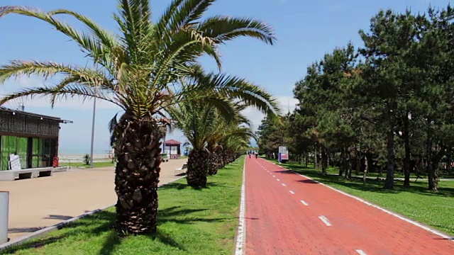 格鲁吉亚城市巴统的堤岸上生长着棕榈树的树枝。度假城市堤岸上的自行车道，供骑行者骑行视频素材