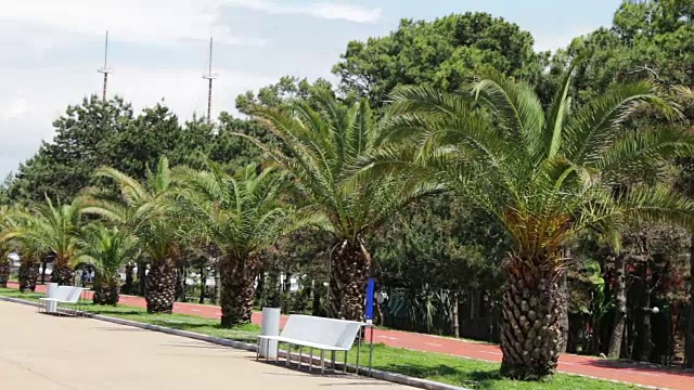 格鲁吉亚巴统市的堤岸上生长着棕榈树的树枝视频下载