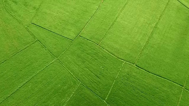 鸟瞰图的绿色稻田在农村视频素材