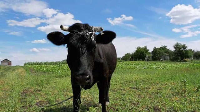 黑牛在牧场附近的村庄在天空背景。慢动作视频素材