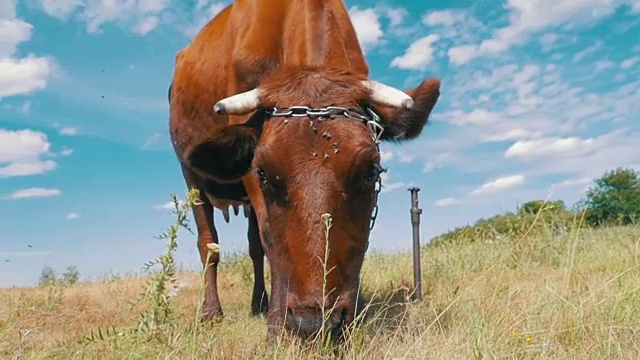 灰色奶牛放牧在草地上的天空背景。慢动作视频素材