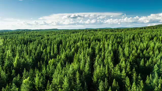 空中的北方森林- 4K自然/野生动物/天气视频素材