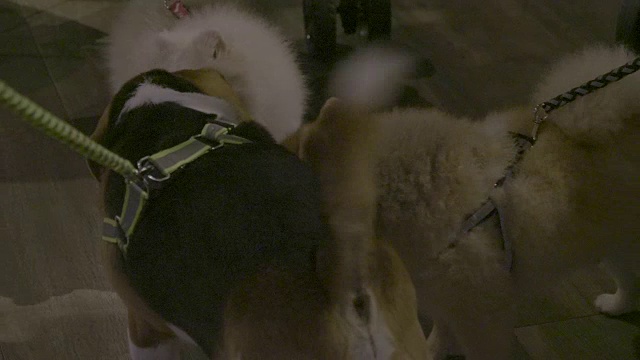 小猎犬的狗视频素材