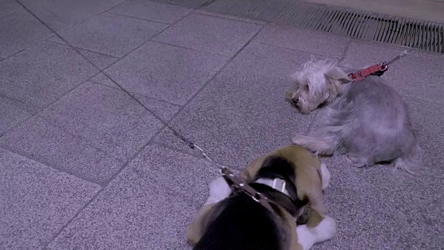小猎犬的狗视频素材