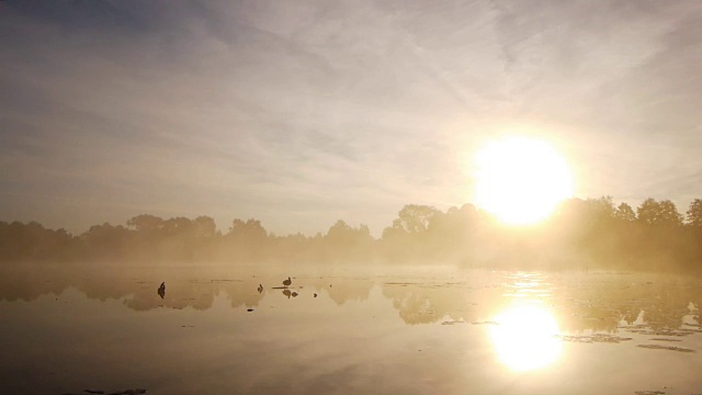 湖上孤独的鸭子视频下载