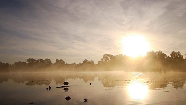 湖上孤独的鸭子视频下载