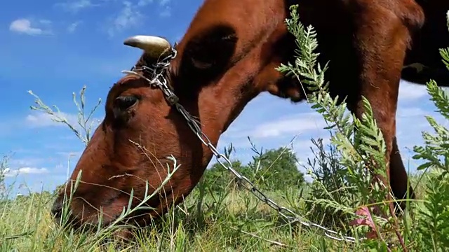 奶牛在村庄附近的草地上吃草视频素材