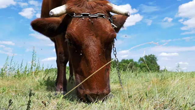灰色奶牛放牧在草地上的天空背景。慢动作视频素材