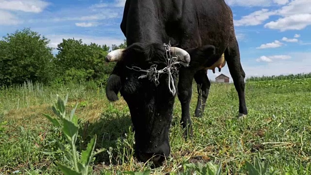 黑牛在牧场附近的村庄在天空背景。慢动作视频素材