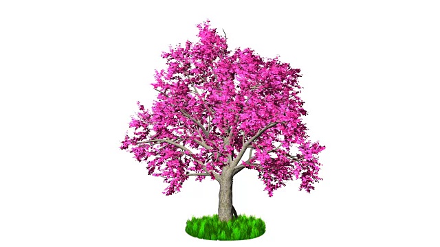 时光流逝，粉红色的树在白色的映衬下生长视频下载